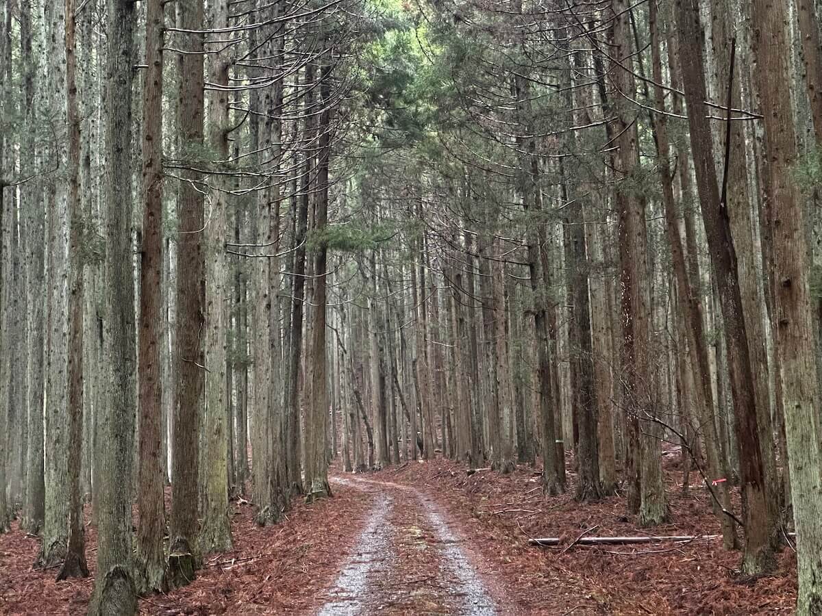 Forest path on the Michinoku Coastal Trail