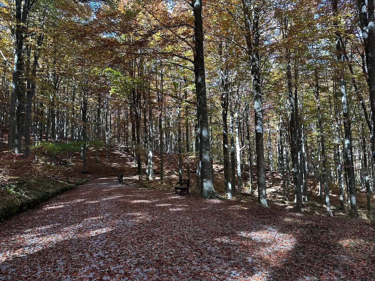 Pian di Novello Biogenetic Reserve